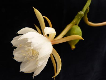 Epiphyllum anguliger es. Juquila, Oax, MEX 