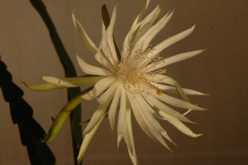 Epiphyllum pumilum RBA218 Maya Mts., Gabriel Camp, Edwards Central, Toledo, Belize, 800m 