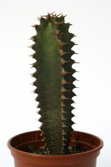 Euphorbia canariensis >. 