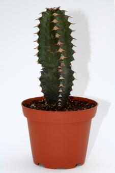 Euphorbia canariensis >. 