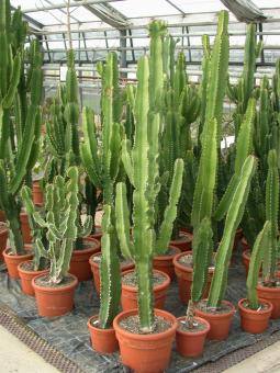 Euphorbia ingens >. 