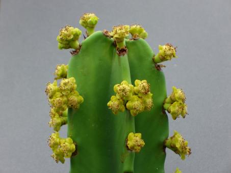 Euphorbia ingens >. 