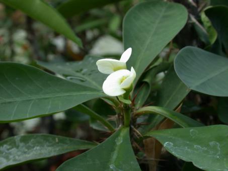 Euphorbia milii White flower 