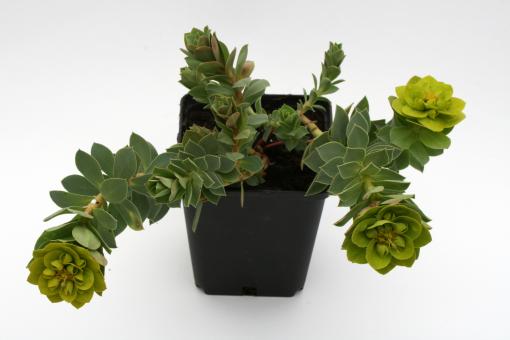 Euphorbia myrsinites *1 