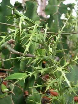 Euphorbia stenoclada % 