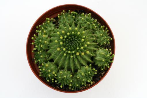 Euphorbia suzannae % 