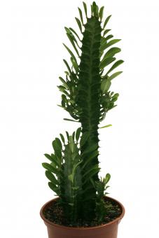 Euphorbia trigona 