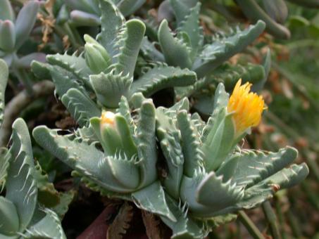 Faucaria lupina 