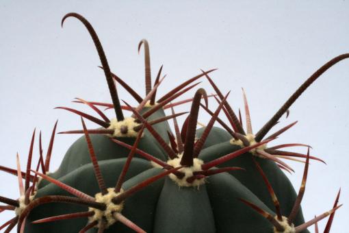 Ferocactus californicus San Ignatio, BC, MEX 