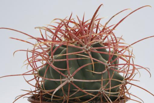 Ferocactus cylindraceus ssp. eastwoodiae 