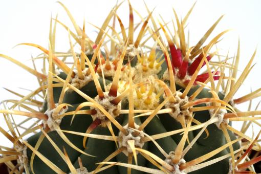 Ferocactus diguetii 