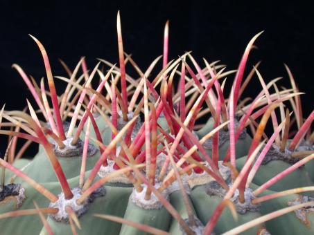 Ferocactus emoryi Caborca, Son, MEX 