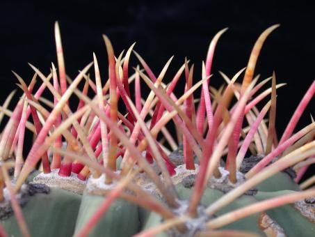 Ferocactus emoryi 