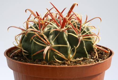 Ferocactus latispinus 