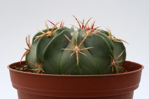 Ferocactus macrodiscus 