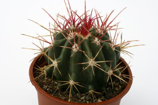 Ferocactus pringlei v. pilosus 