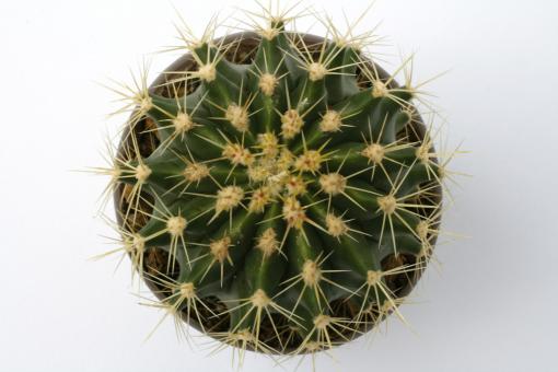 Ferocactus schwarzii 