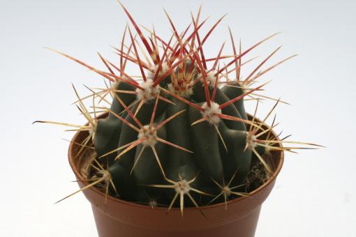 Ferocactus stainesii Huizache, SLP, MEX 