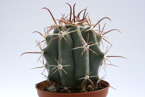 Ferocactus townsendianus Cabo San Lucas, BCS, MEX 