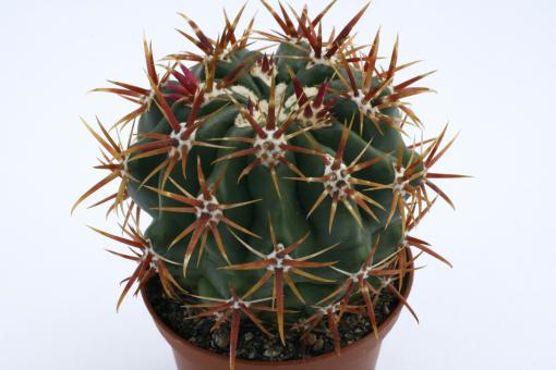 Ferocactus viridescens Santa Fee, CA, USA 