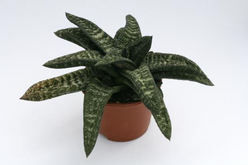 Gasteria batesiana 