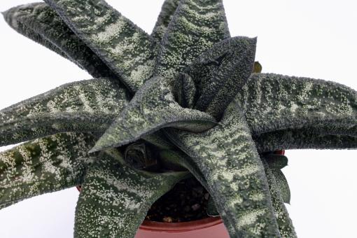 Gasteria batesiana 