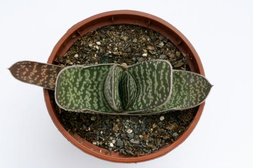 Gasteria brachyphylla 