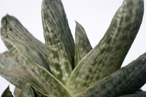 Gasteria brachyphylla f. variegata 