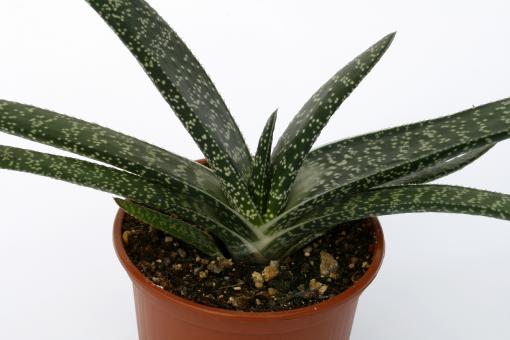 Gasteria carinata v. carinata 