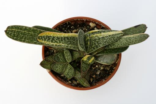 Gasteria gracilis f. variegata 