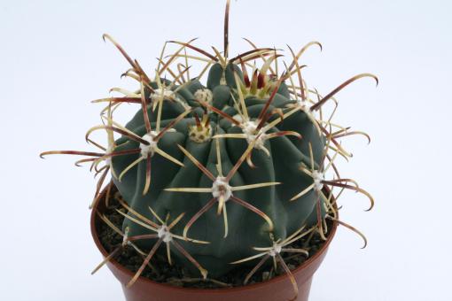 Glandulicactus mathssonii *3^ SB1449 San Luis de la Paz, Gto, MEX 