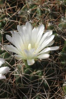 Gymnocalycium achirasense ssp. kainradliae LB480 Hosteria La Verbena, San Luis, ARG, 1600m 