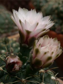 Gymnocalycium amerhauseri STO229 