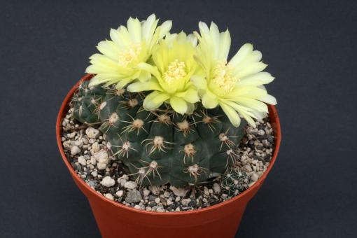 Gymnocalycium andreae *4^ Sierra Grande, El Mirador, Peru 