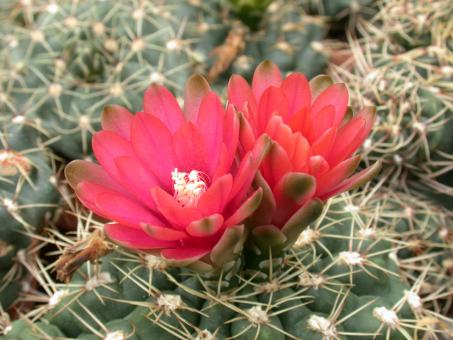 Gymnocalycium baldianum P127 Sierra Ancasti, Catamarca, ARG 