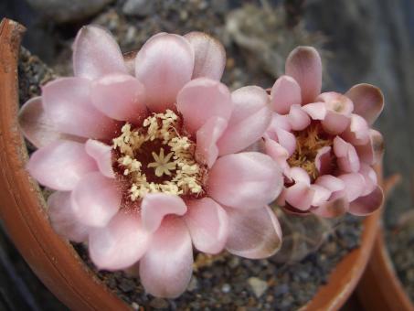 Gymnocalycium bodenbenderianum P402 Salinas Grandes, Catamarca, ARG 