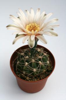 Gymnocalycium capillaense VoS868 