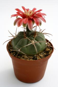 Gymnocalycium carminanthum P133 Sierra Ambato, Los Angeles, Catamarca, ARG 