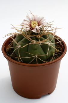 Gymnocalycium castellanosii P209 Ambil, La Rioja, ARG 