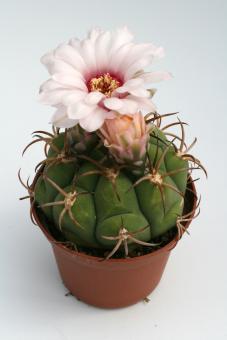 Gymnocalycium comarapense 