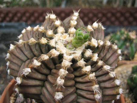 Gymnocalycium damsii GH254-436 San Jose, BOL 