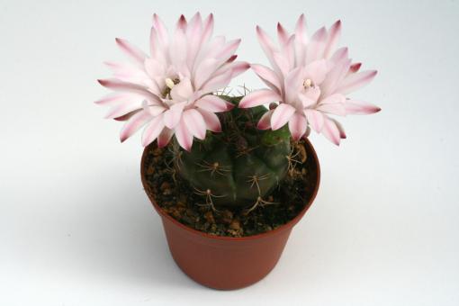 Gymnocalycium damsii ssp. rotundulum 