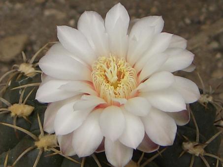 Gymnocalycium denudatum AH368 Minas de Camaq, Brazil 