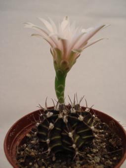 Gymnocalycium friedrichii VoS335 