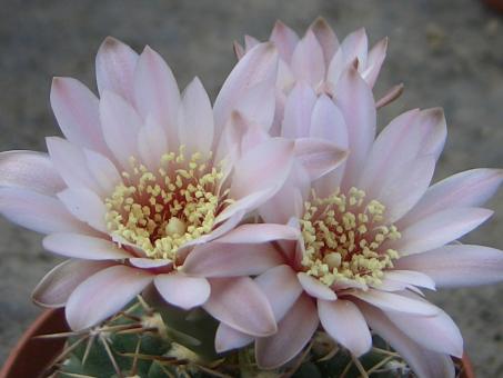 Gymnocalycium gaponii VoS275 