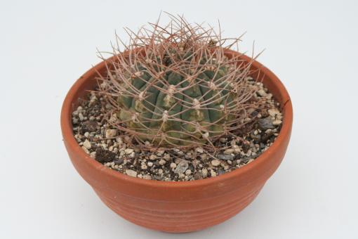 Gymnocalycium guanchinense 