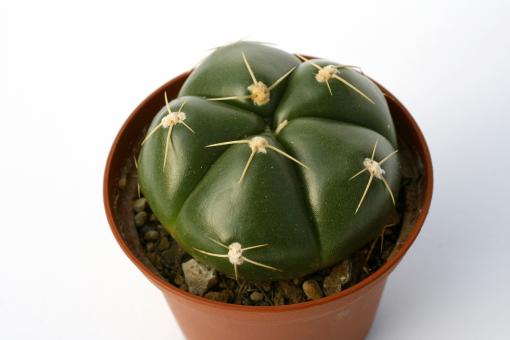 Gymnocalycium horstii 