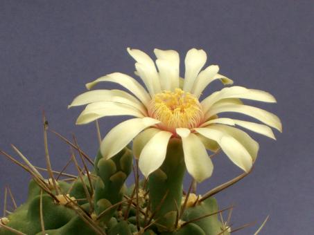 Gymnocalycium intertextum BKS145 