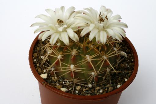 Gymnocalycium matoense 