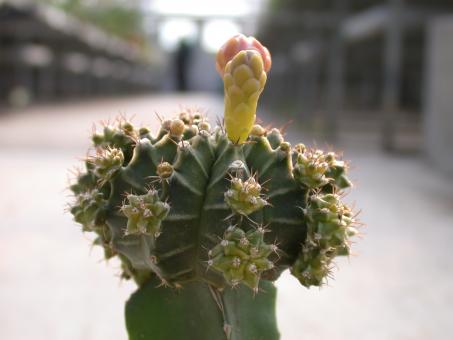 Gymnocalycium mihanovichii Green VE % 